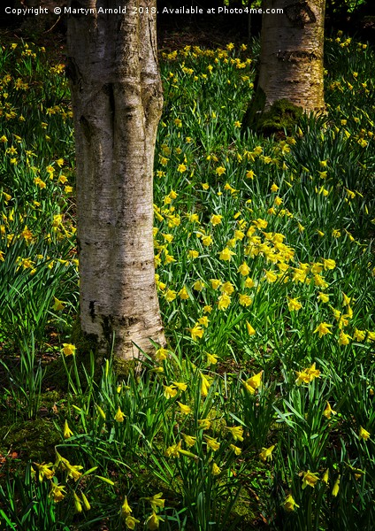 Woodland Daffodils Picture Board by Martyn Arnold