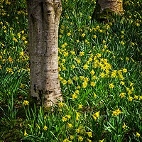 Buy canvas prints of Woodland Daffodils by Martyn Arnold