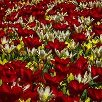 Buy canvas prints of Tulip Tapestry by Martyn Arnold