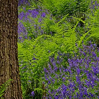 Buy canvas prints of Bluebell Wood Colours by Martyn Arnold