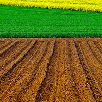 Buy canvas prints of Crops by Martyn Arnold