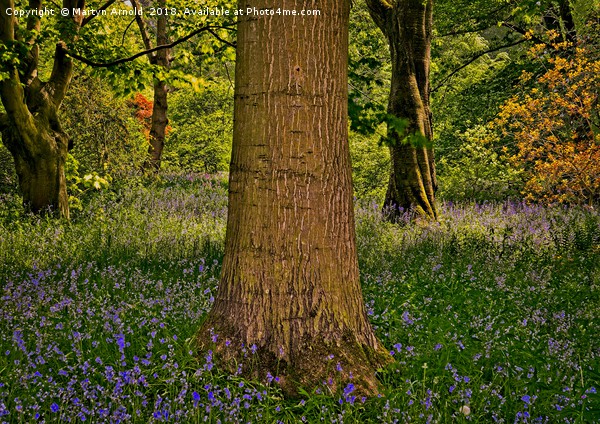 Magical Spring Woodland Framed Mounted Print by Martyn Arnold