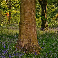 Buy canvas prints of Magical Spring Woodland by Martyn Arnold