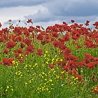 Buy canvas prints of Painterly Poppies by Martyn Arnold
