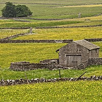 Buy canvas prints of Buttercup Meadows near Malham by Martyn Arnold