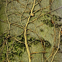 Buy canvas prints of Tree Art by Martyn Arnold