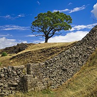 Buy canvas prints of Lone Moorland Tree by Martyn Arnold