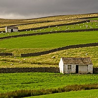 Buy canvas prints of Stone Barns in the Teesdale Landscape by Martyn Arnold