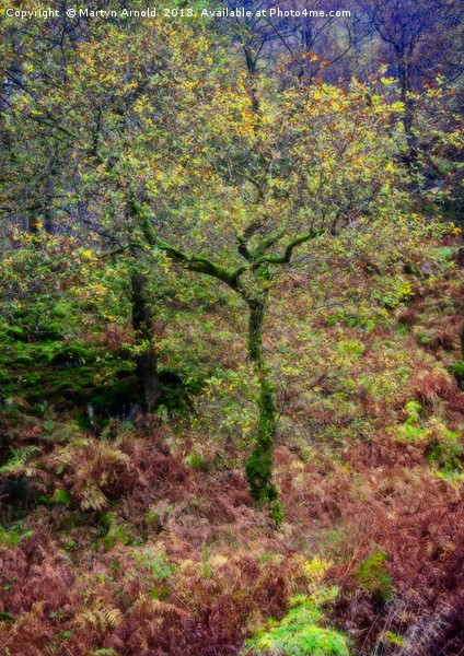 Dreamy Autumn Lake District Tree Picture Board by Martyn Arnold