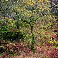 Buy canvas prints of Dreamy Autumn Lake District Tree by Martyn Arnold