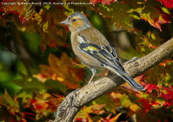 Male Chaffinch in Autumn   (Fringilla coelebs) Picture Board by Martyn Arnold