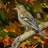 Buy canvas prints of Male Chaffinch in Autumn   (Fringilla coelebs) by Martyn Arnold