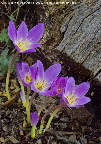Autumn Crocus ( Colchicum autumnale ) Picture Board by Martyn Arnold