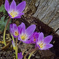 Buy canvas prints of Autumn Crocus ( Colchicum autumnale ) by Martyn Arnold