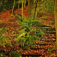 Buy canvas prints of A Walk in the Autumn Wood by Martyn Arnold