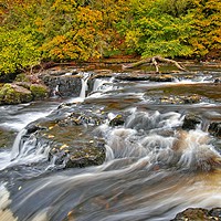 Buy canvas prints of Autumn at Aysgarth Upper Falls,  by Martyn Arnold