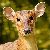 Buy canvas prints of Muntjac Deer Portrait by Martyn Arnold