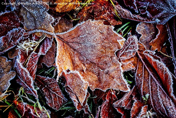 Frosty Leaves Picture Board by Martyn Arnold