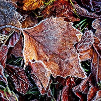 Buy canvas prints of Frosty Leaves by Martyn Arnold