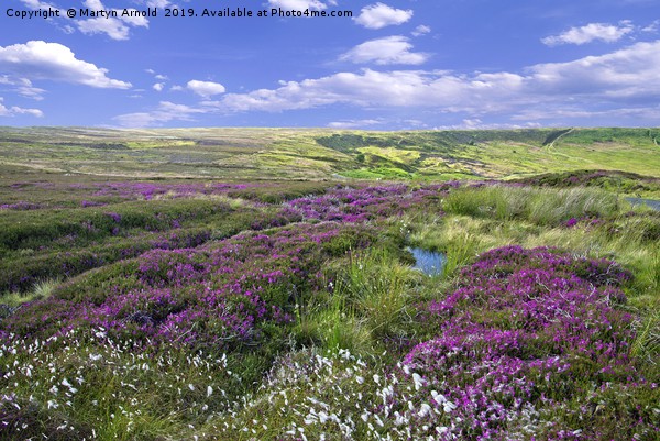 Yorkshire Moors Heather and Cottongrass landscape Picture Board by Martyn Arnold