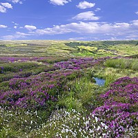 Buy canvas prints of Yorkshire Moors Heather and Cottongrass landscape by Martyn Arnold