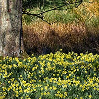 Buy canvas prints of Daffodil Valley, Farndale, Yorkshire by Martyn Arnold