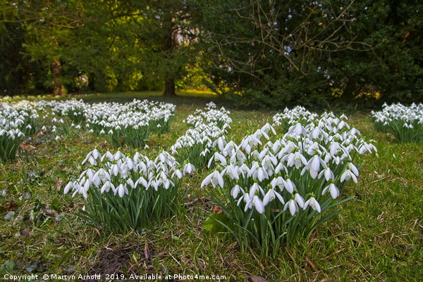 Snowdrops (Galanthus) at Thorp Perrow Picture Board by Martyn Arnold