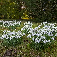 Buy canvas prints of Snowdrops (Galanthus) at Thorp Perrow by Martyn Arnold