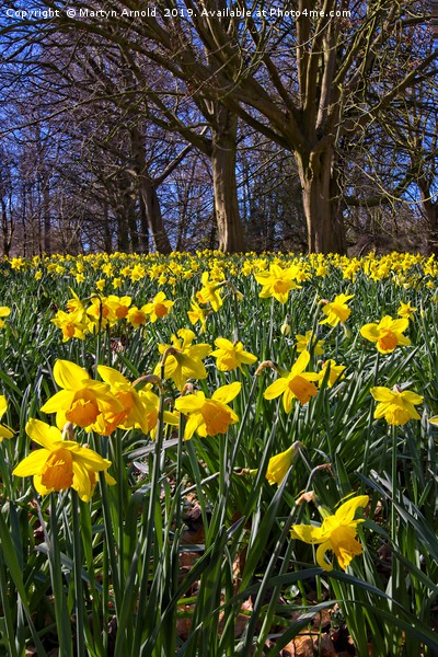 Spring Daffodils (Narcissus) Picture Board by Martyn Arnold