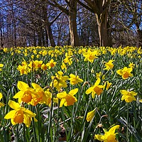Buy canvas prints of Spring Daffodils (Narcissus) by Martyn Arnold