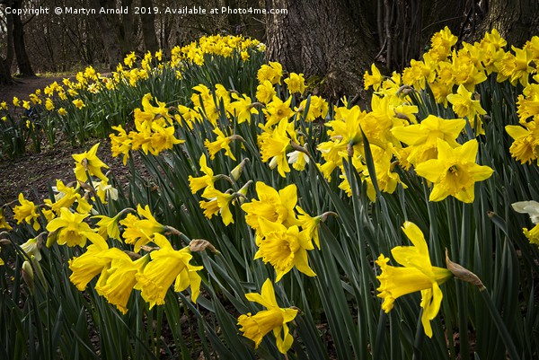 Spring Daffodils at Hardwick Park Picture Board by Martyn Arnold