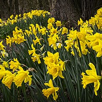 Buy canvas prints of Spring Daffodils at Hardwick Park by Martyn Arnold