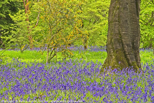 Spring Bluebells and Blossom Picture Board by Martyn Arnold