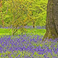 Buy canvas prints of Spring Bluebells and Blossom by Martyn Arnold