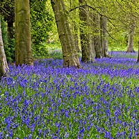 Buy canvas prints of Carpet of Spring Woodland Bluebells by Martyn Arnold