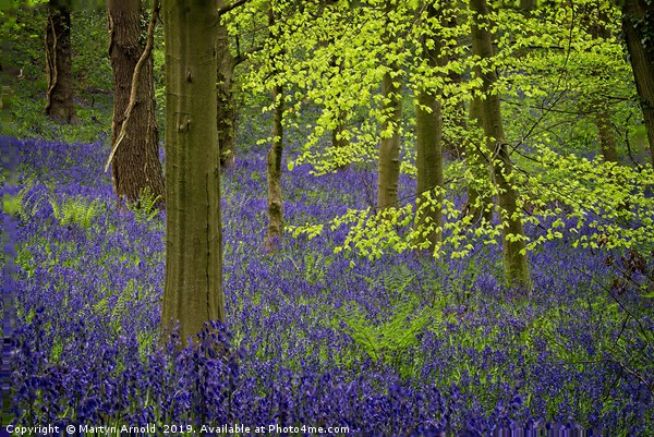 Durham Bluebell Wood Picture Board by Martyn Arnold