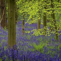 Buy canvas prints of Durham Bluebell Wood by Martyn Arnold