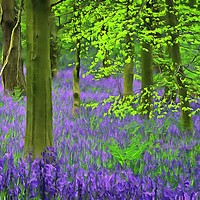 Buy canvas prints of Bluebells by Martyn Arnold