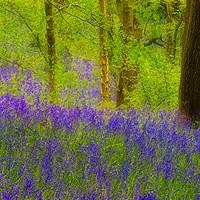 Buy canvas prints of Bluebell Digital Photo Art by Martyn Arnold