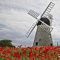 Buy canvas prints of Whitburn WIndmill and Poppies by Martyn Arnold