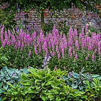 Buy canvas prints of Summer Flower Border by Martyn Arnold