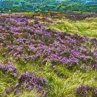 Buy canvas prints of Moorland Heather Digital Art by Martyn Arnold