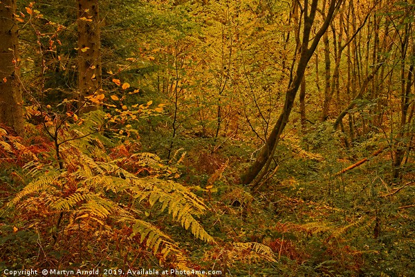 Autumn Woodland Colours Picture Board by Martyn Arnold