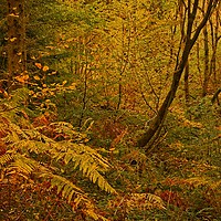 Buy canvas prints of Autumn Woodland Colours by Martyn Arnold