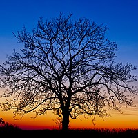 Buy canvas prints of Sunset Tree by Martyn Arnold
