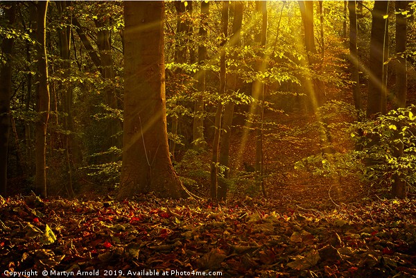 Autumn Woodland Sunshine Picture Board by Martyn Arnold