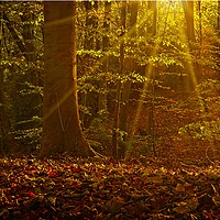 Buy canvas prints of Autumn Woodland Sunshine by Martyn Arnold