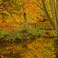 Buy canvas prints of Autumn Wood at Thorp Perrow Arboretum by Martyn Arnold