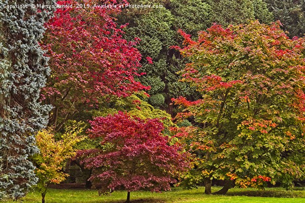 Acer Glade in Autumn Picture Board by Martyn Arnold