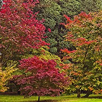 Buy canvas prints of Acer Glade in Autumn by Martyn Arnold